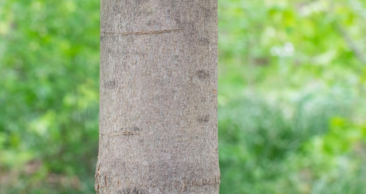 Tree bark