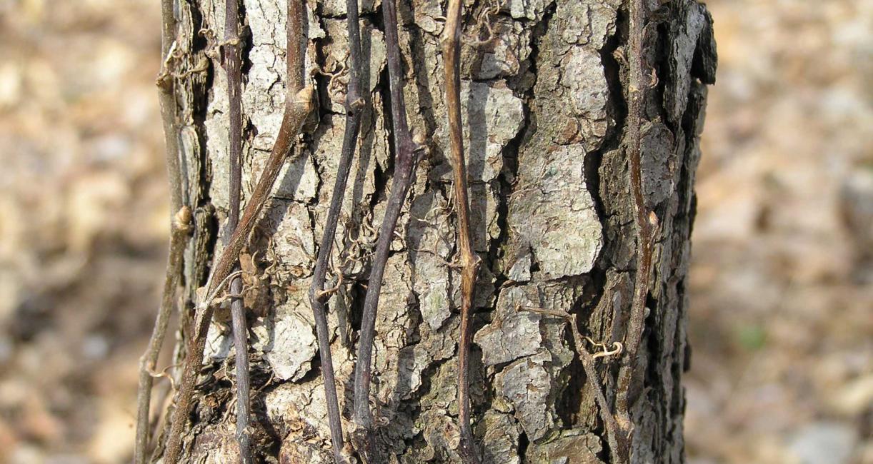 Tree bark