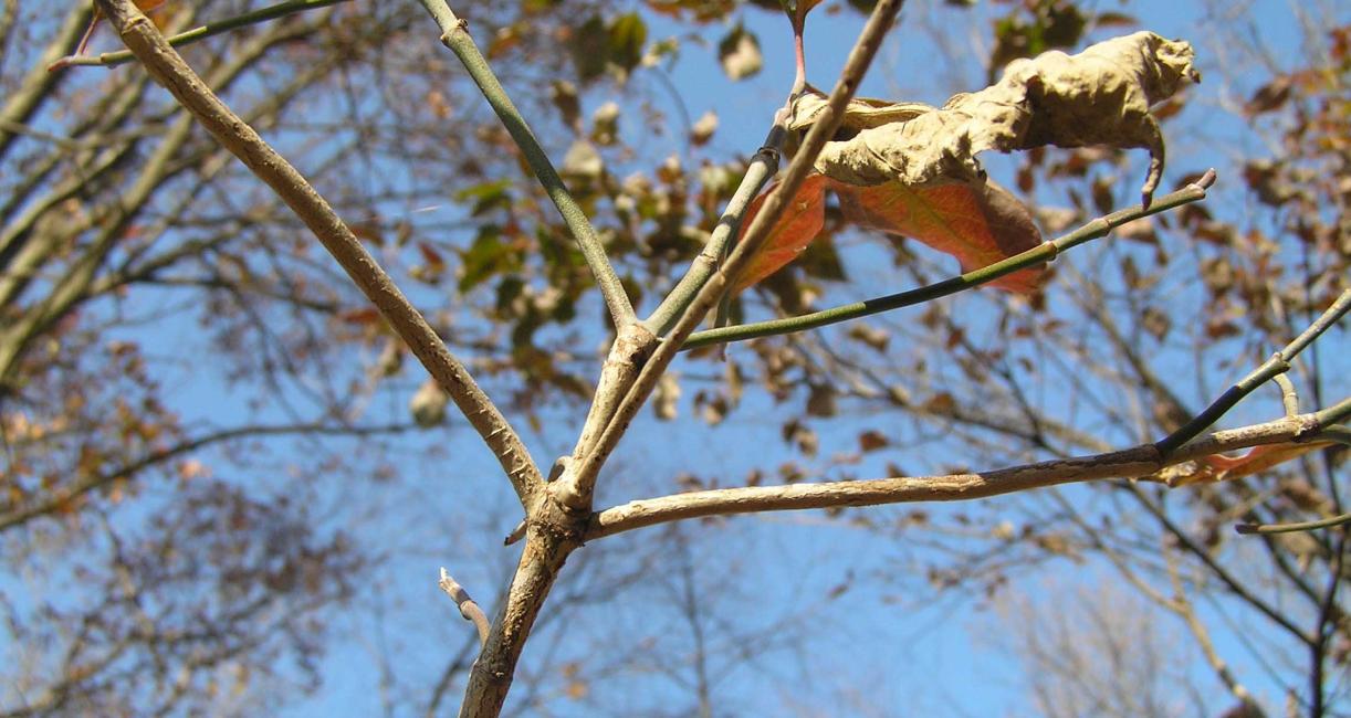 Tree branch