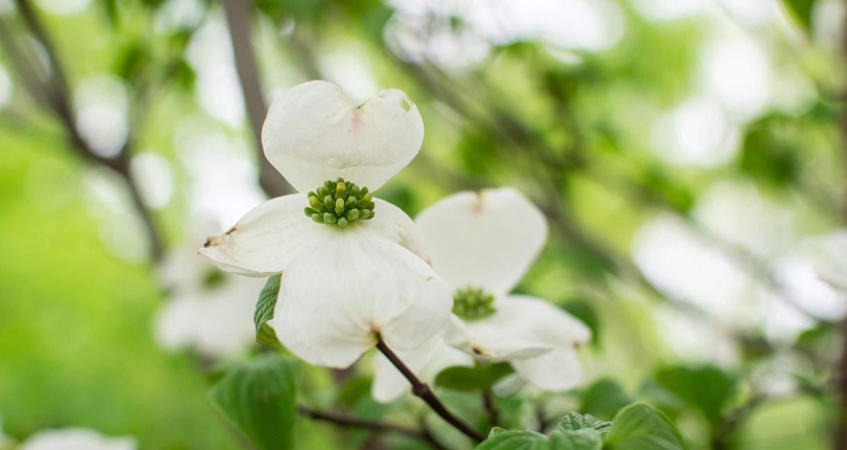 Tree bud