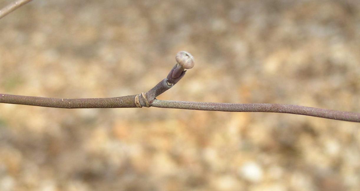 Tree bud