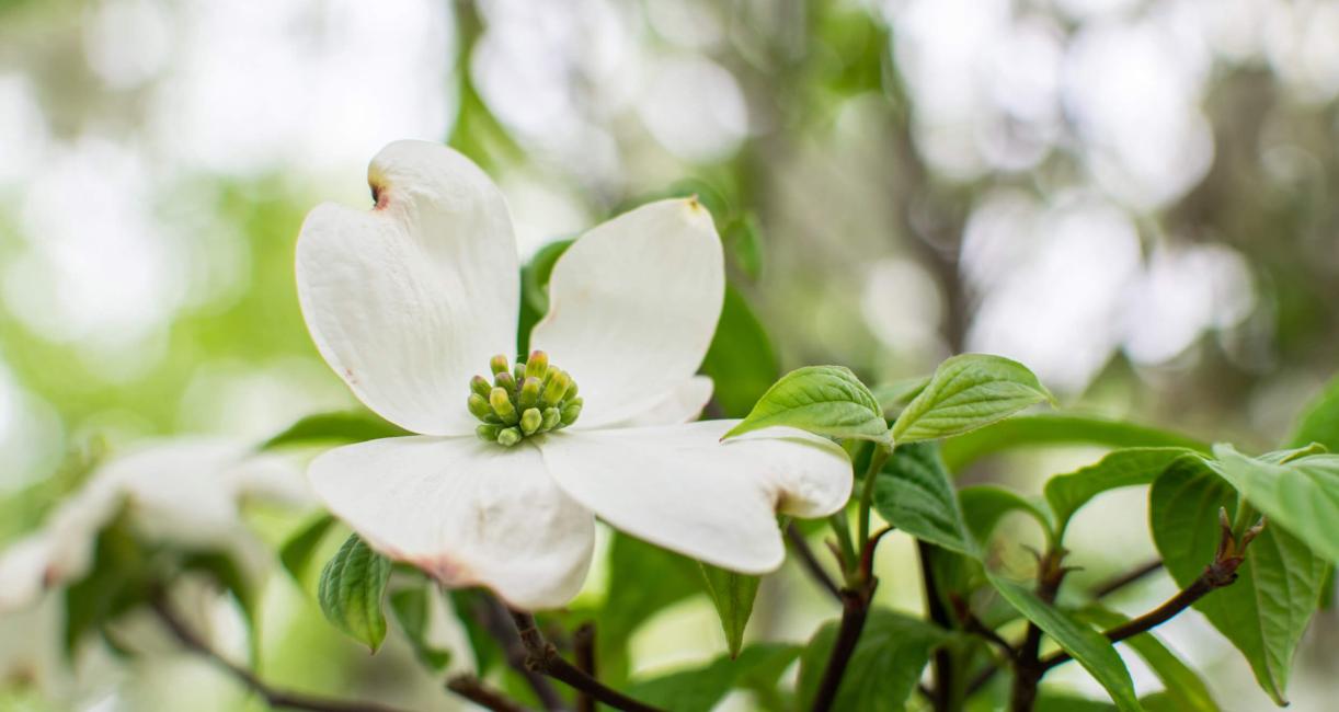 Tree flower
