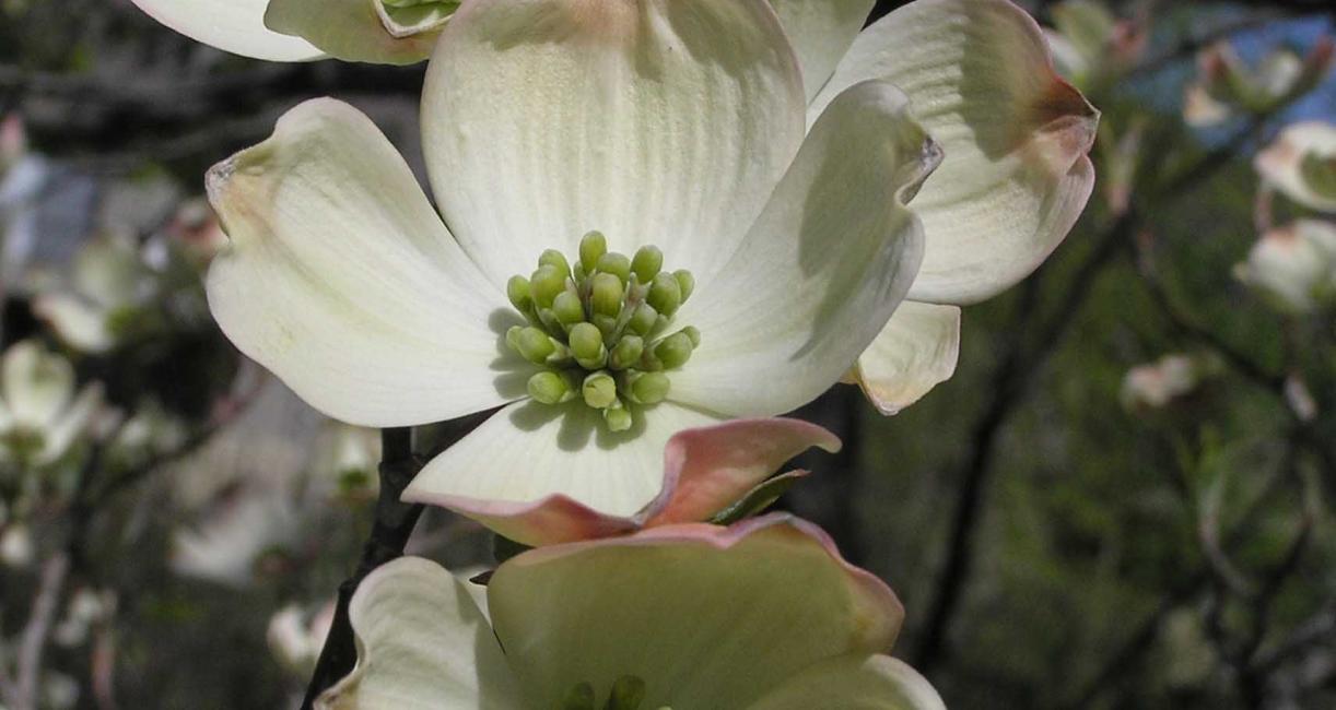 Tree flower