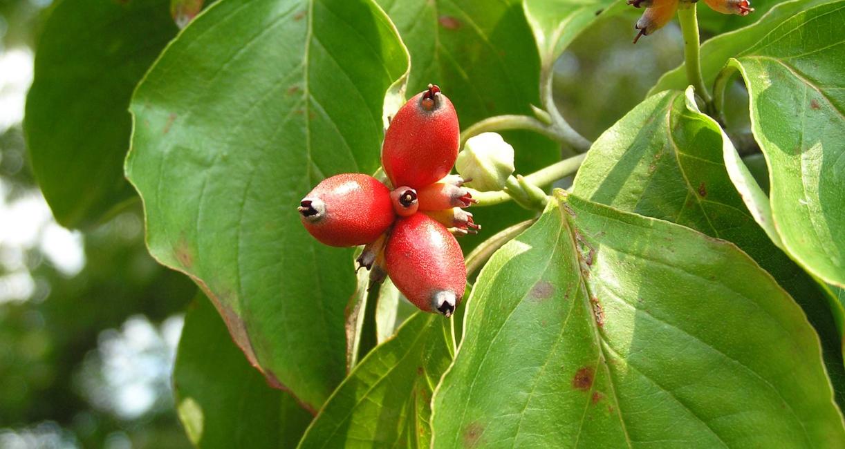 Tree fruit