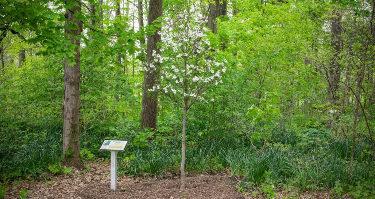 Tree habit