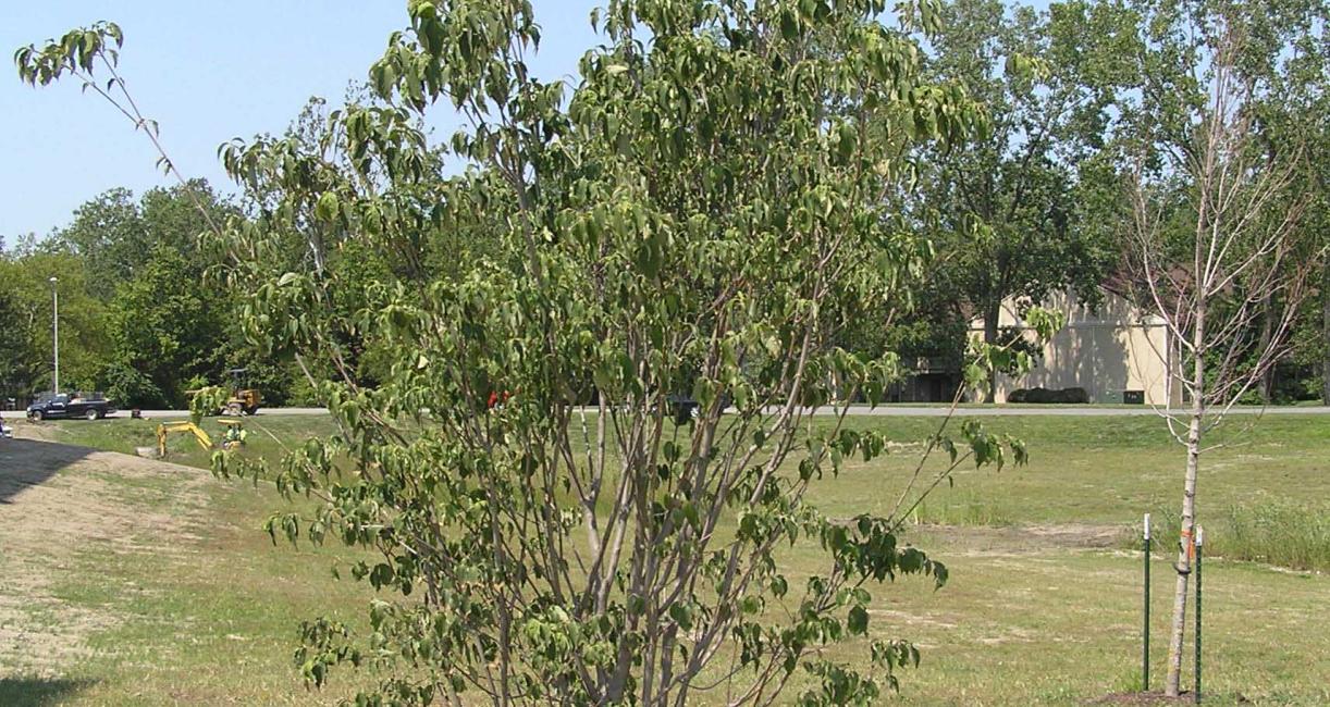 Tree habit