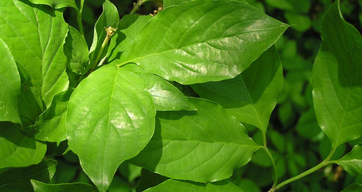 Tree leaves
