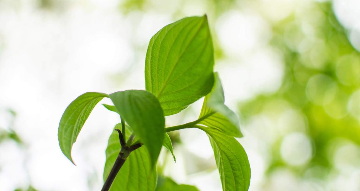 Tree leaves