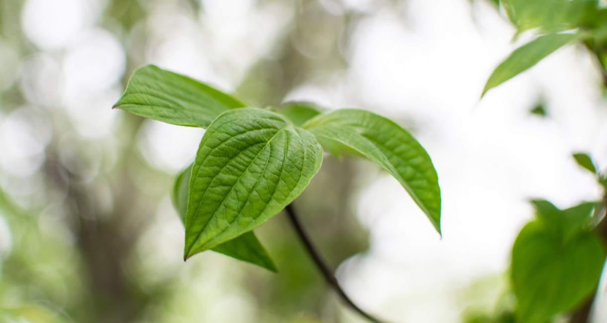 Tree leaves