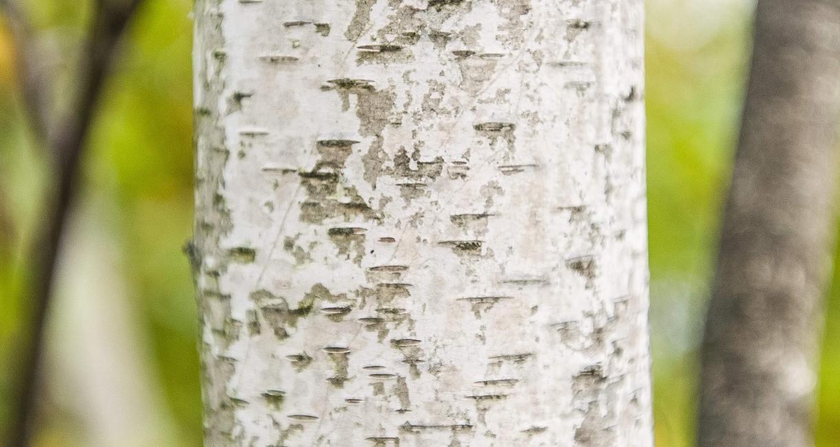 Tree bark