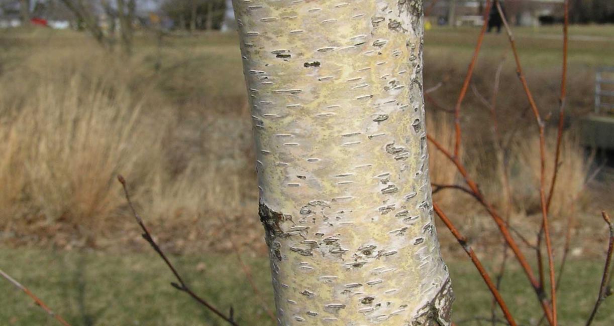Tree bark