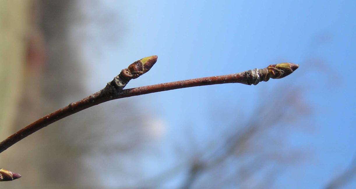 Tree bud