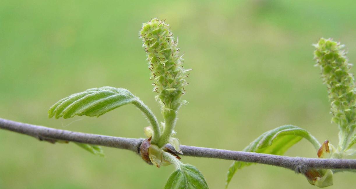Tree flower