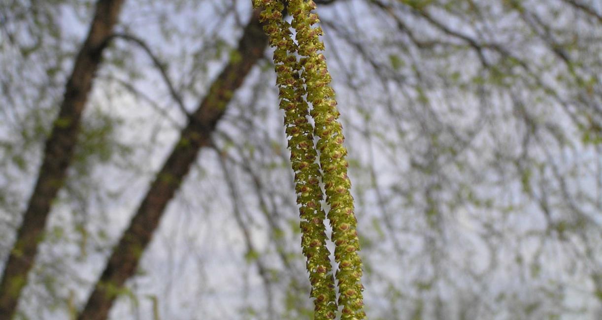 Tree flower
