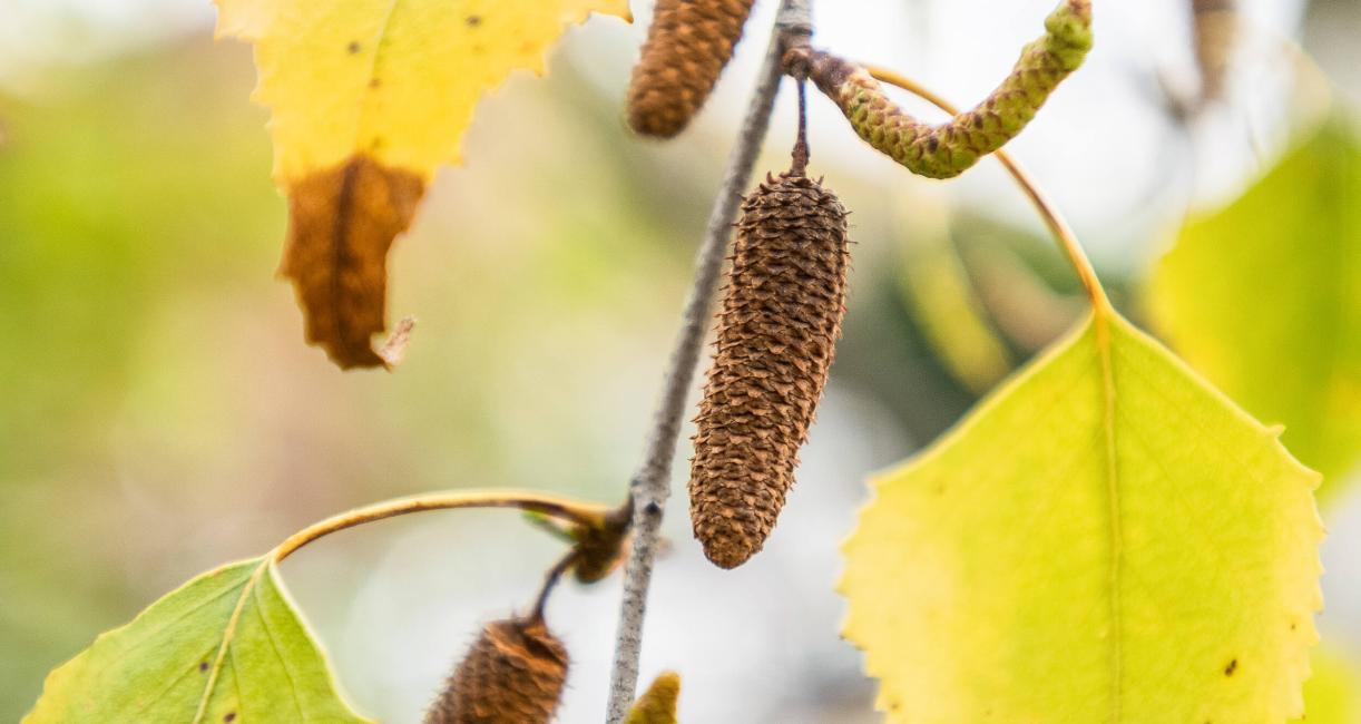 Tree fruit