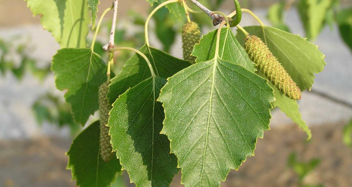 Tree fruit