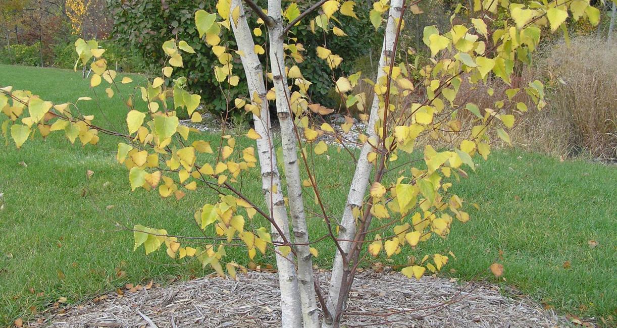 Tree habit