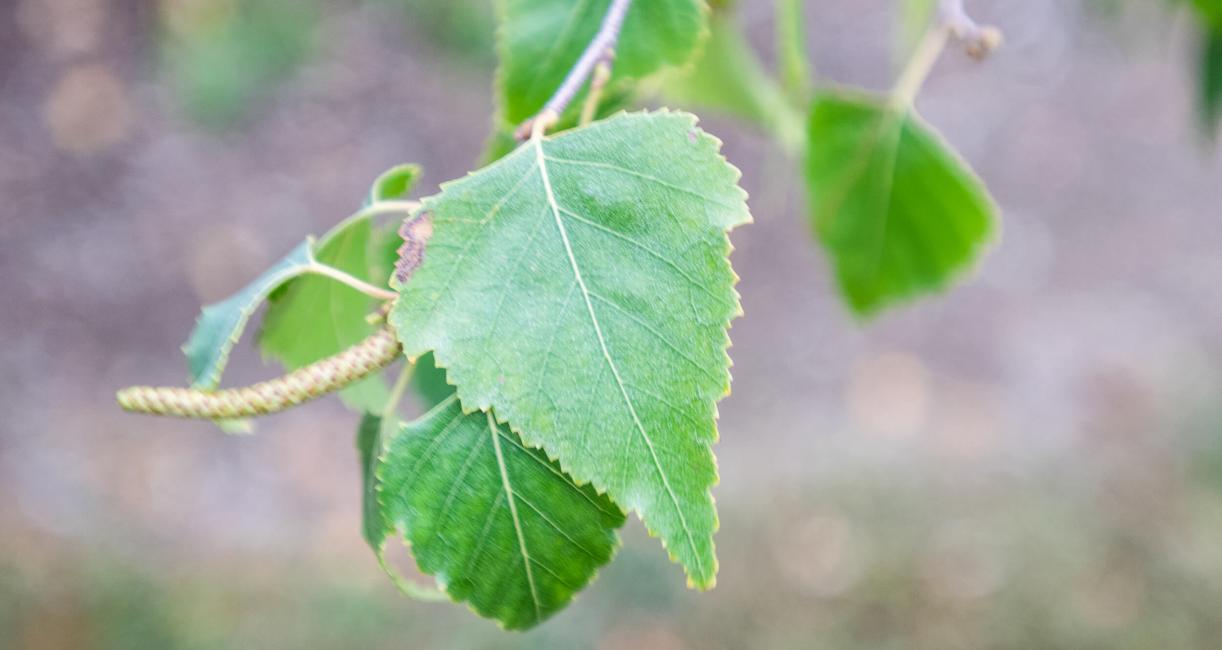 Tree leaves