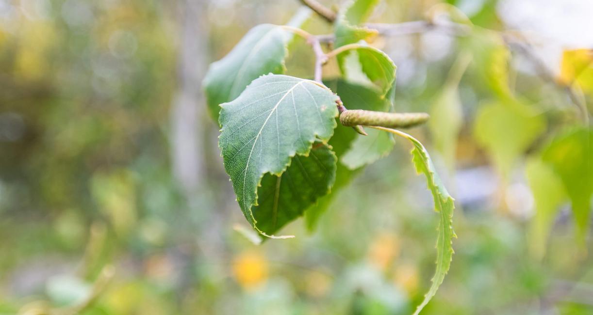 Tree leaves