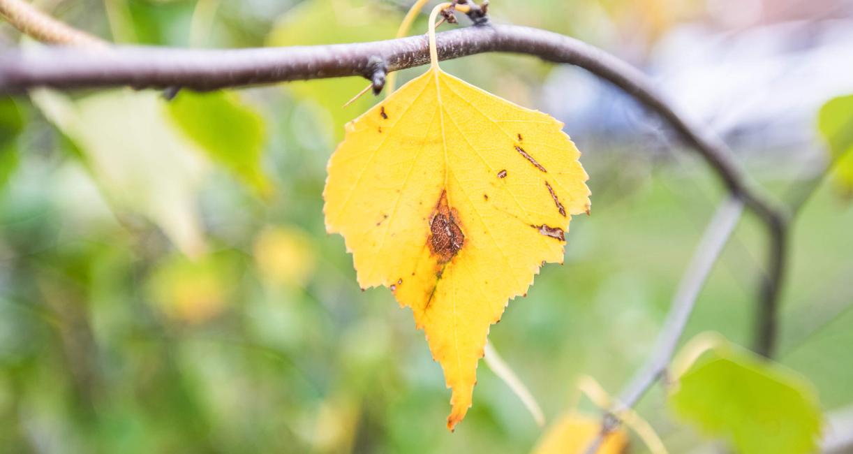 Tree leaves