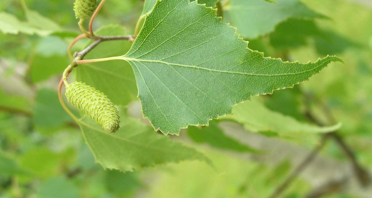 Tree leaves