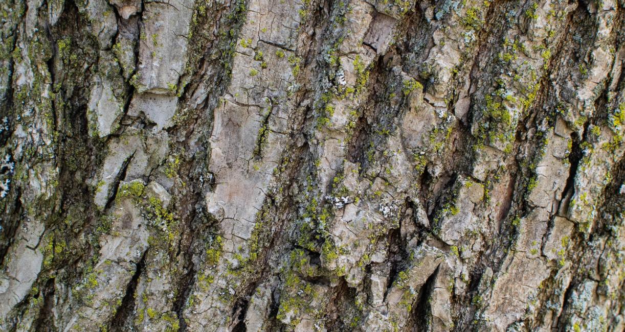 Tree bark
