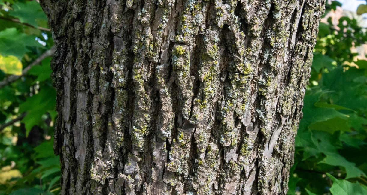 Tree bark
