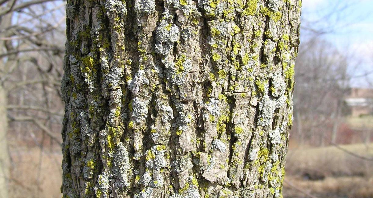 Tree bark