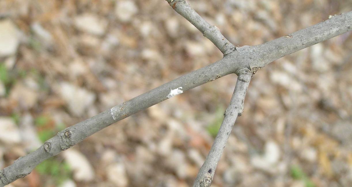 Tree branch