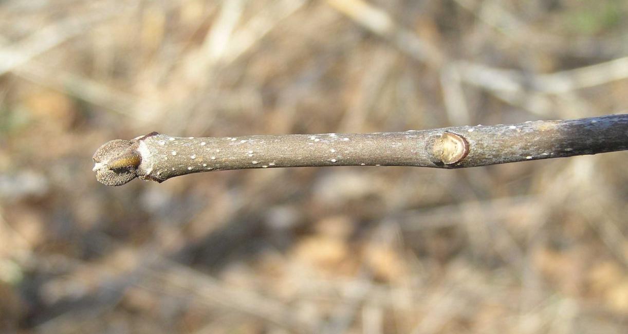 Tree bud