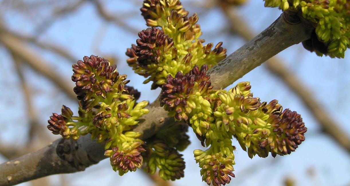 Tree flower
