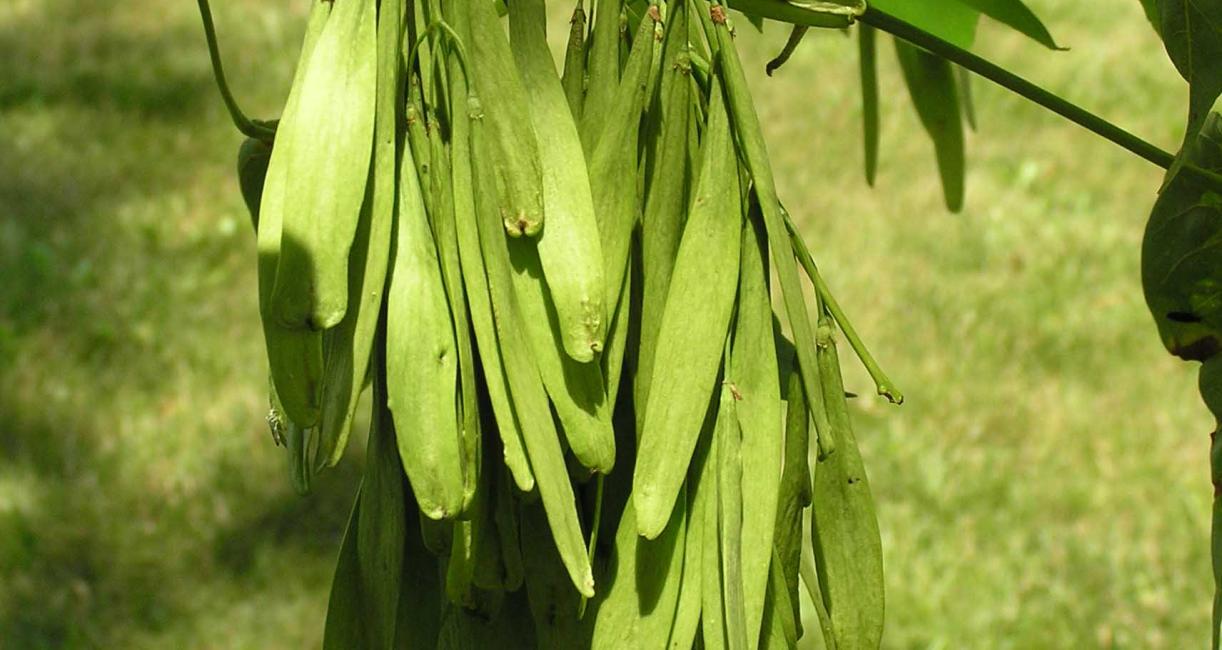Tree fruit