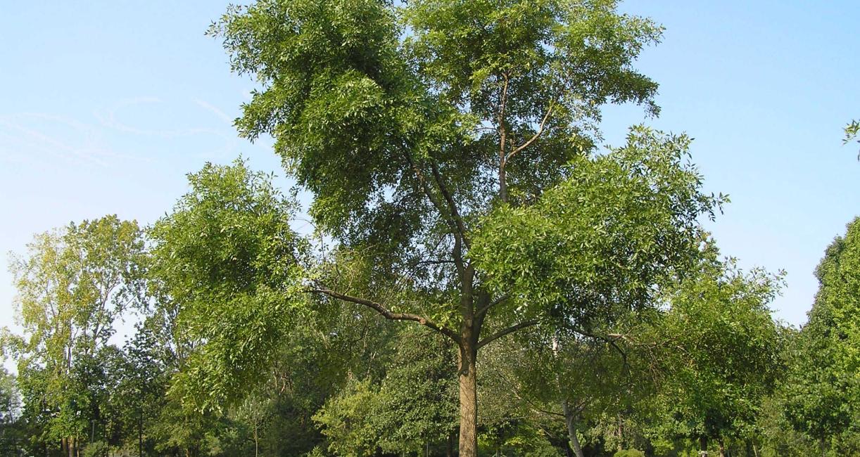 Tree habit