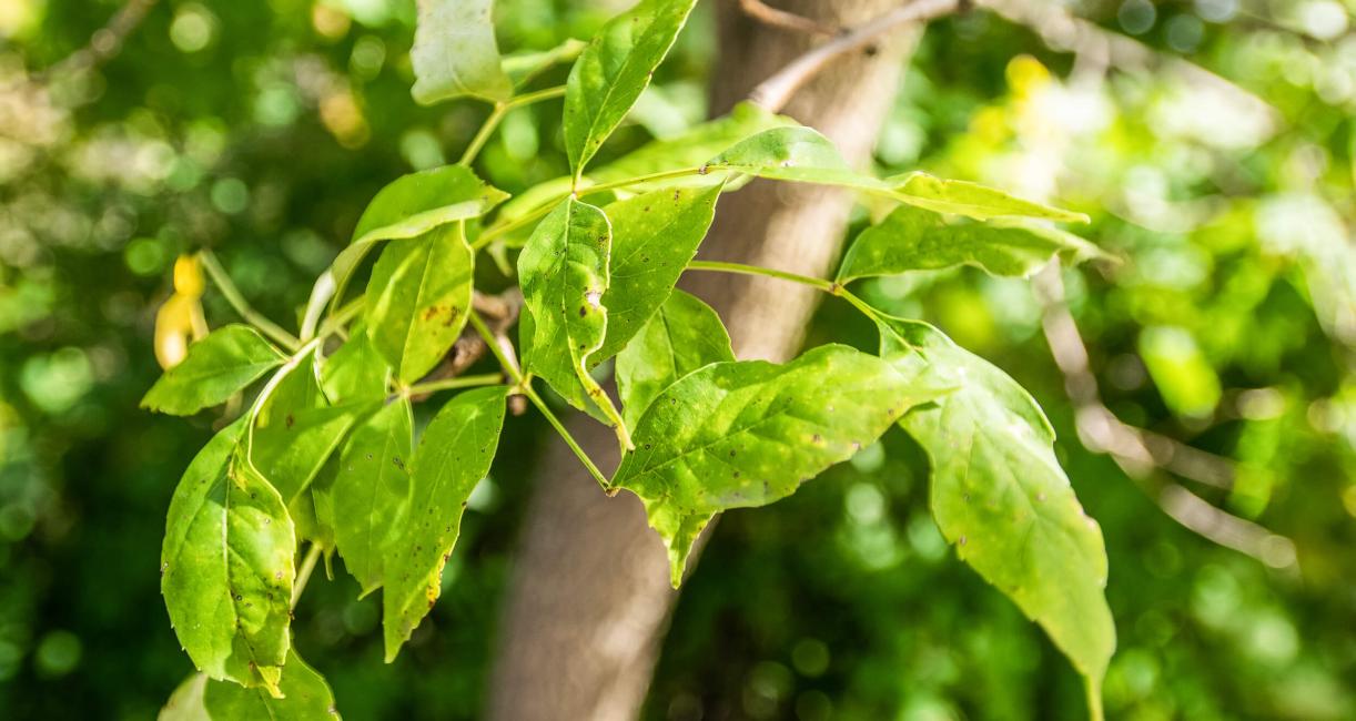 Tree leaves
