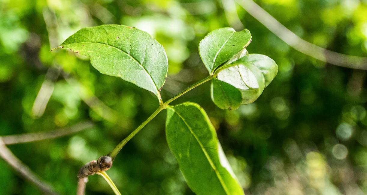 Tree leaves