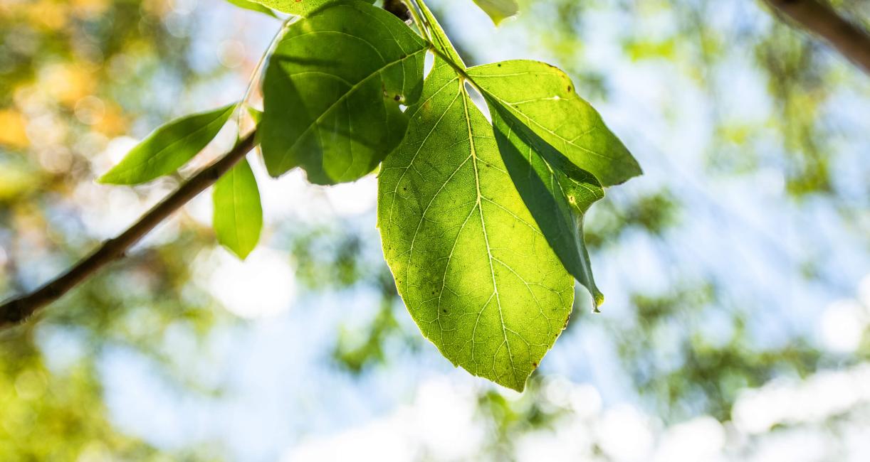 Tree leaves