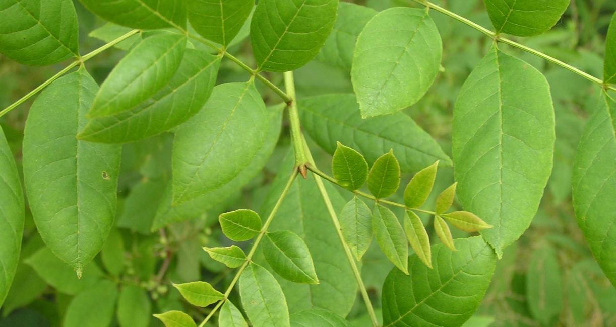 Tree leaves