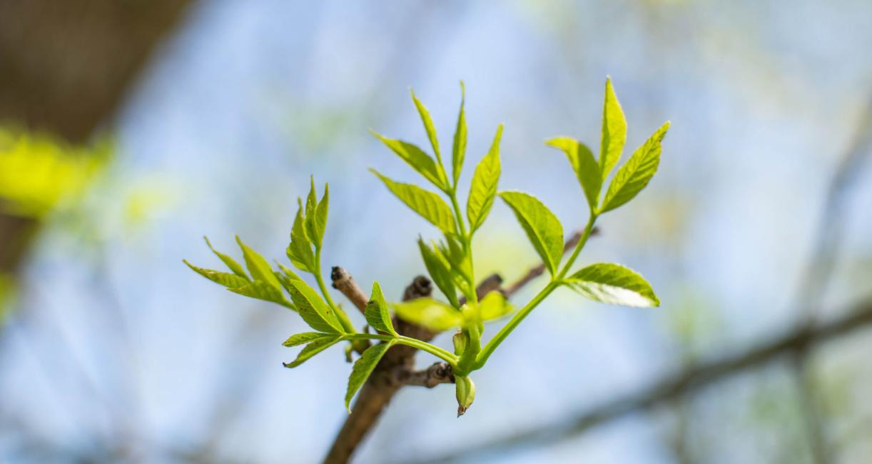 Tree leaves