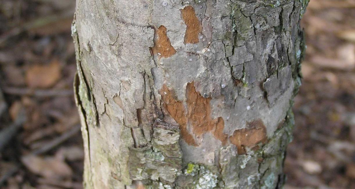 Tree bark