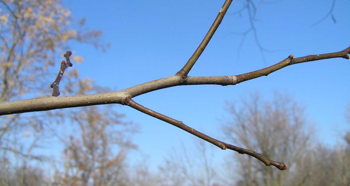 Tree branch
