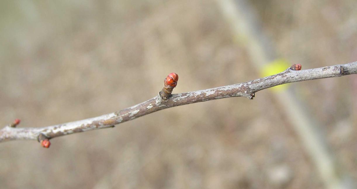 Tree bud