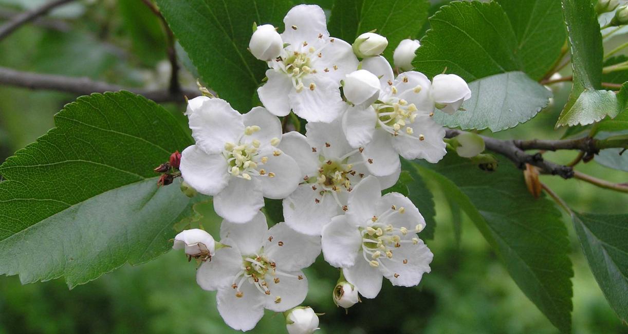 Tree flower