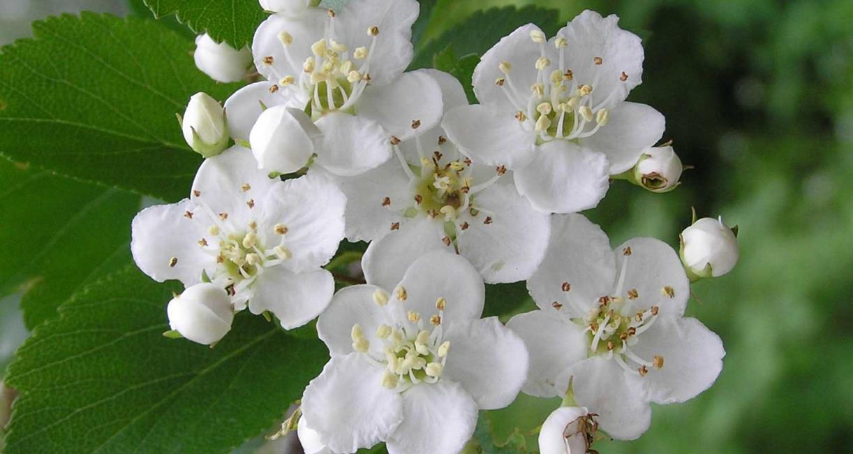 Tree flower