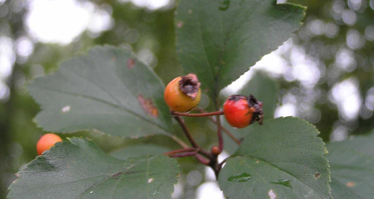 Tree fruit