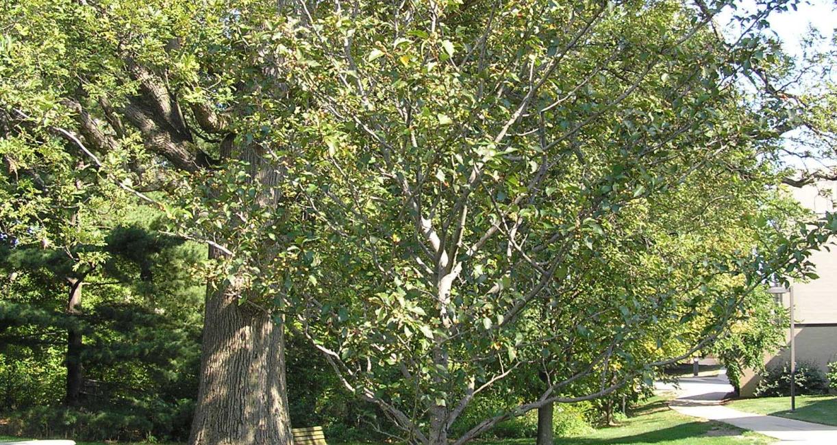 Tree habit