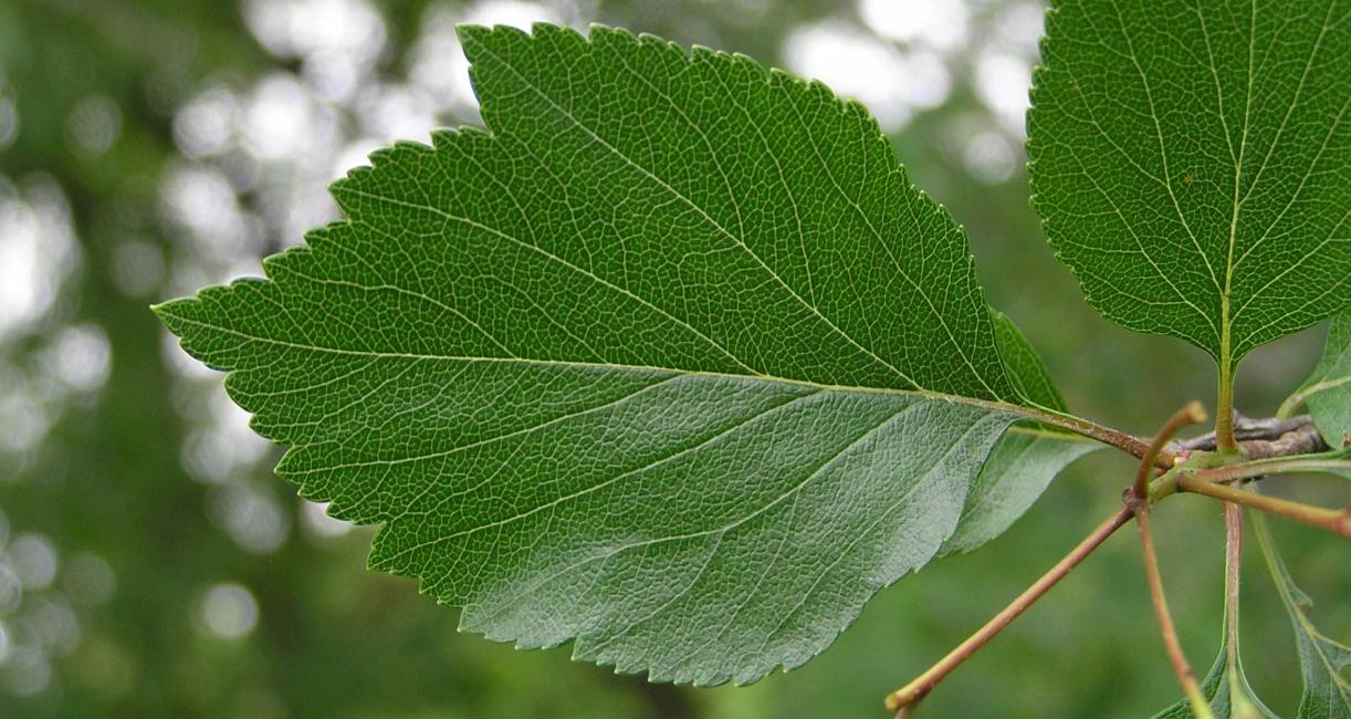 Tree leaves