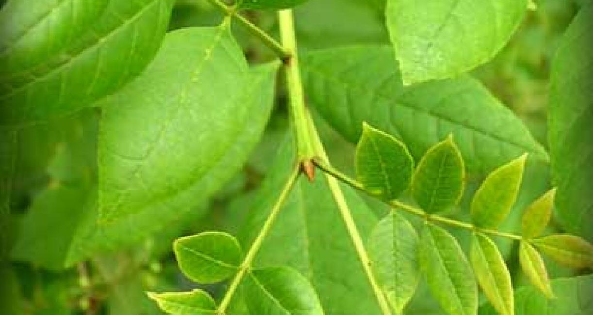 Tree leaves