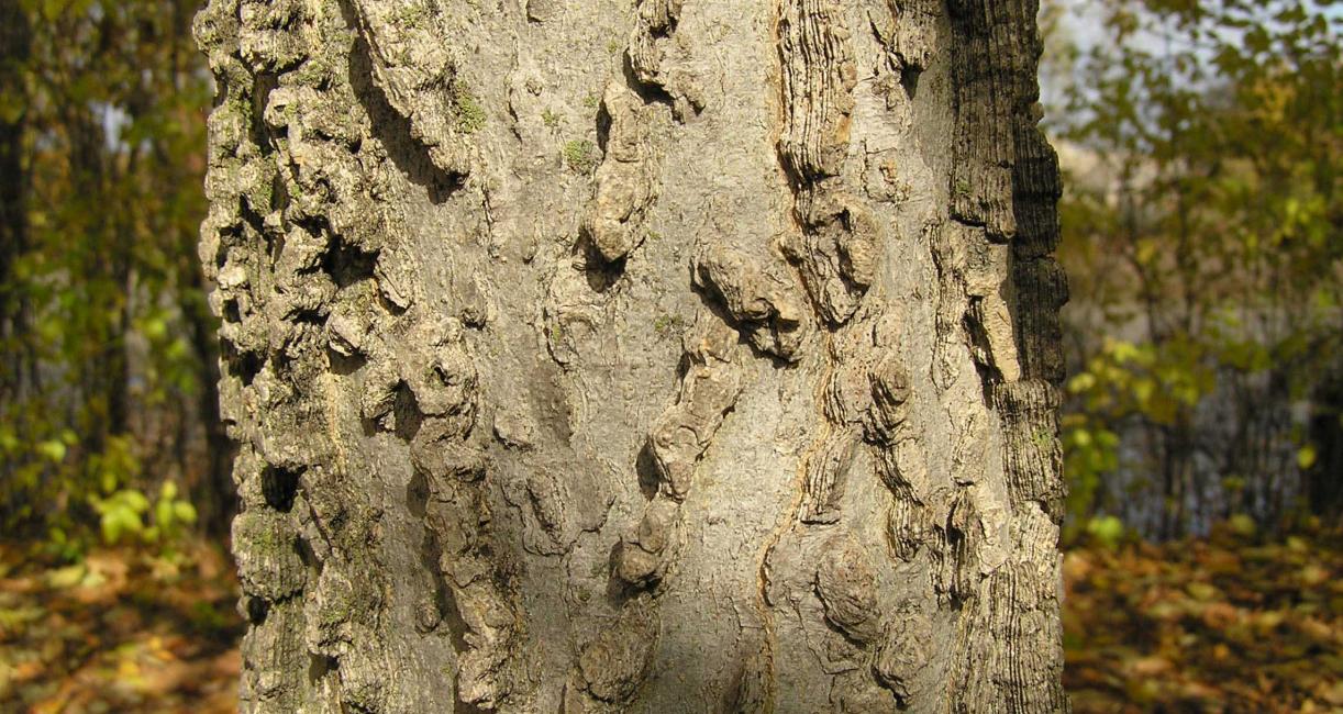 Tree bark