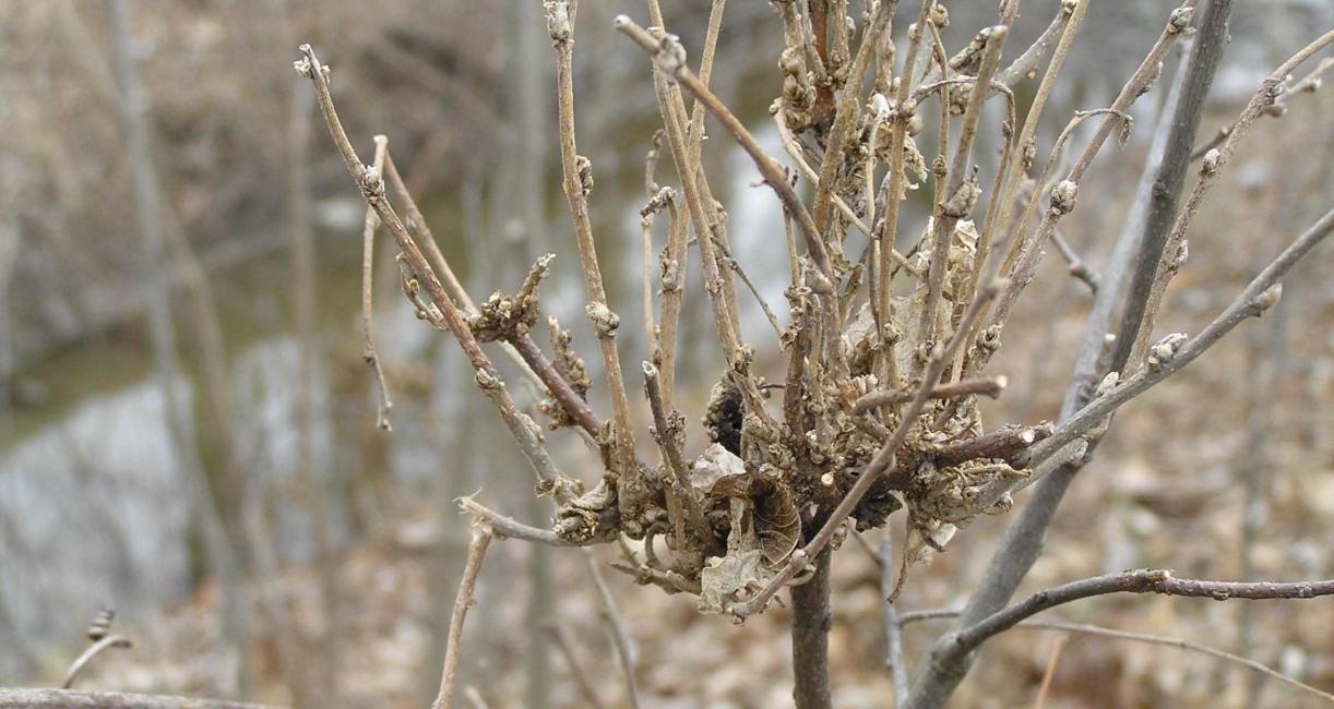Tree branch