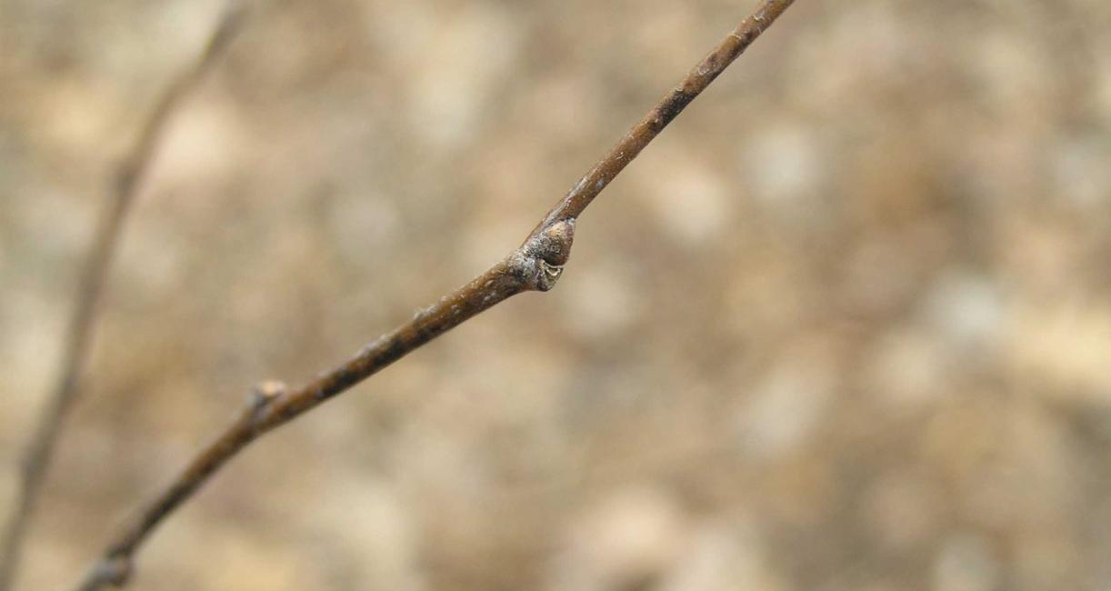 Tree bud